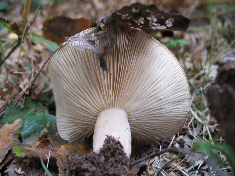 Lactarius trivialis2
